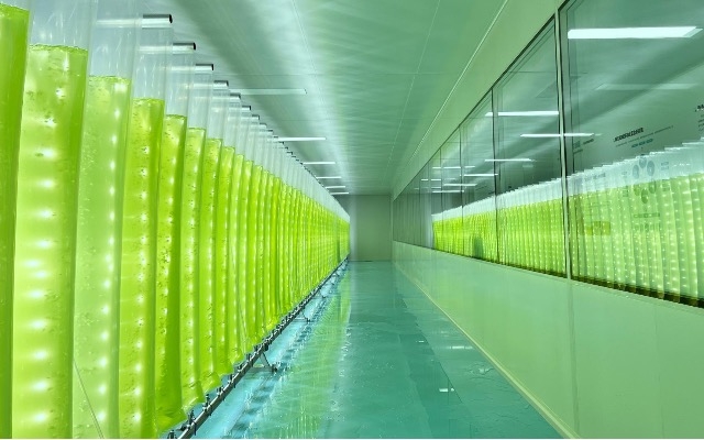 微藻養殖技術重大突破！我國實現全反式蝦青素量產升級